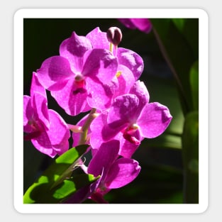 Purple Orchid Sticker